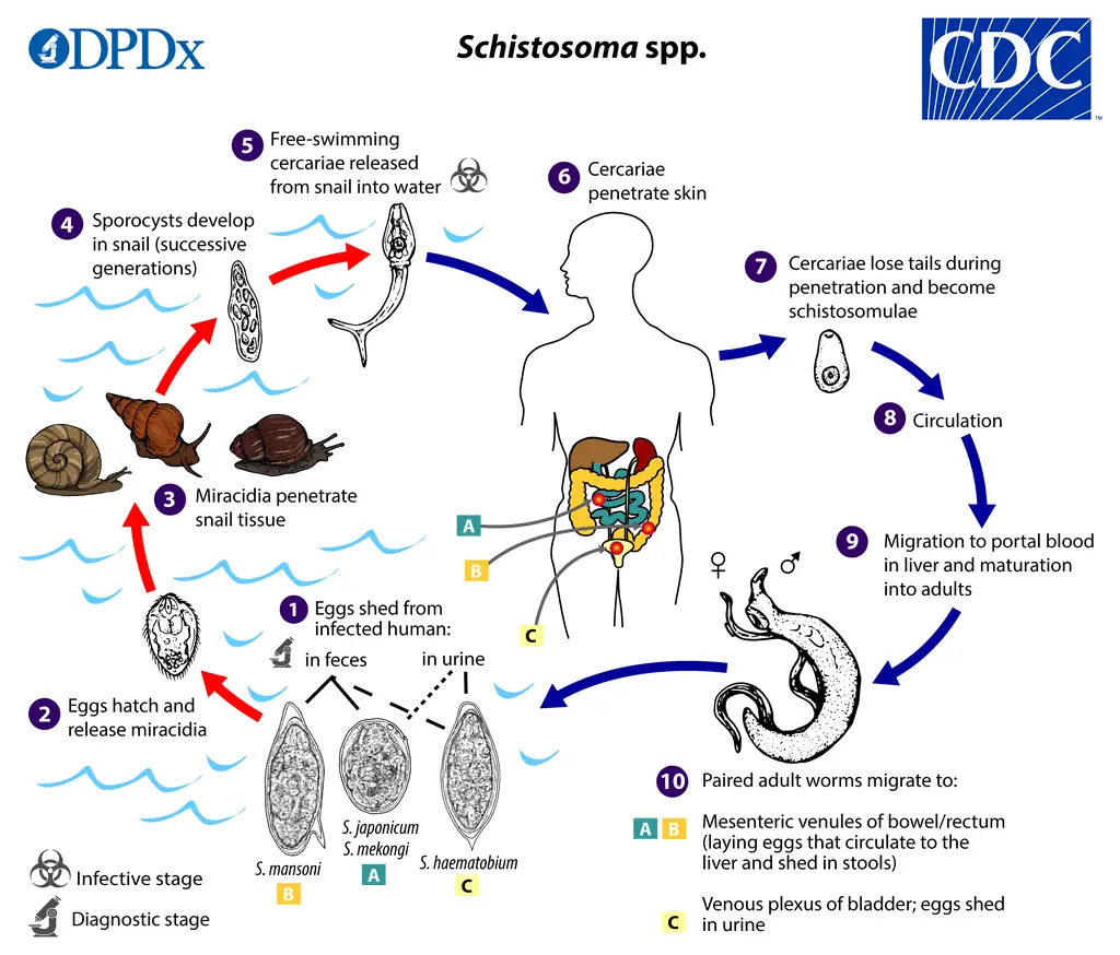 chart showing Life cycle of Schistosoma spp.; DPDx, Centers for Disease Control and Prevention