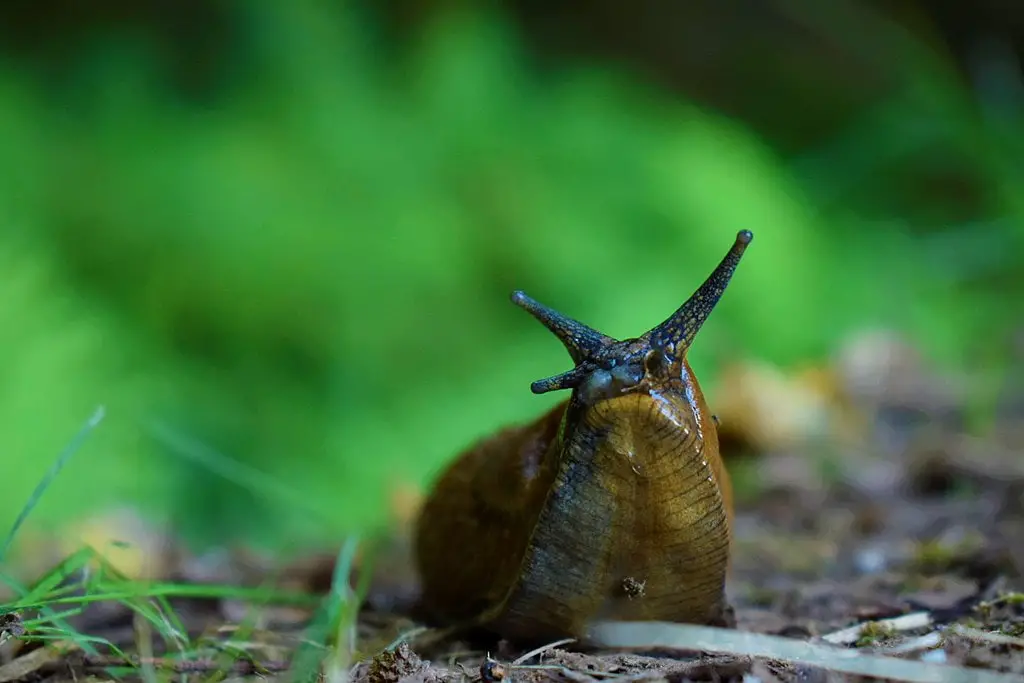 Slug close up