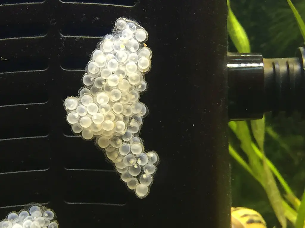 Zebra snail eggs in an aquarium