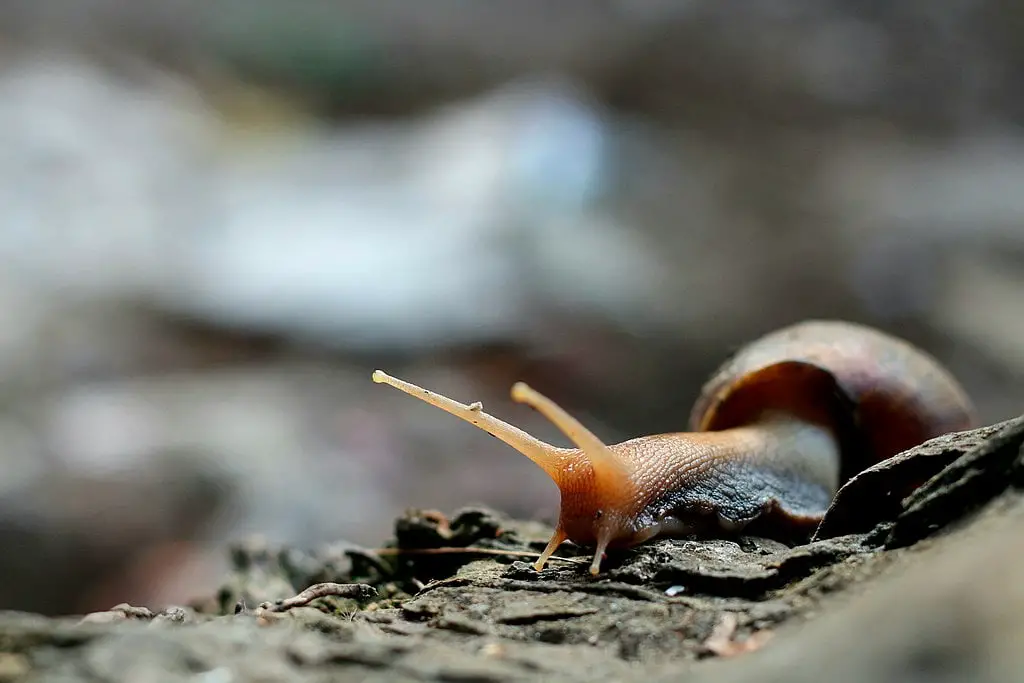 african land snail close-up