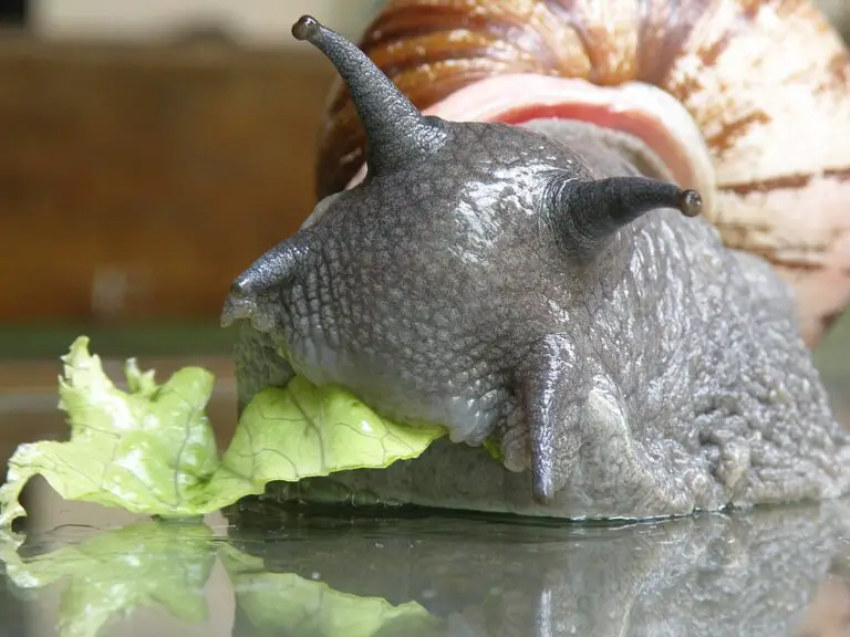 Yes, Snails Do Have Teeth – Thousands of Them!