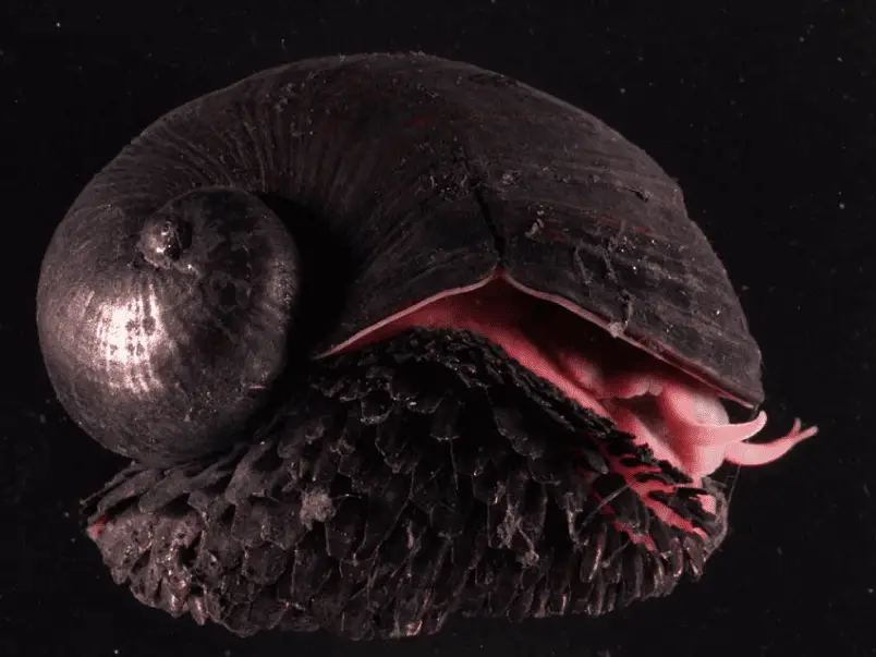 Side view of scaly foot snail