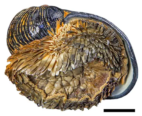Scaly-foot snail