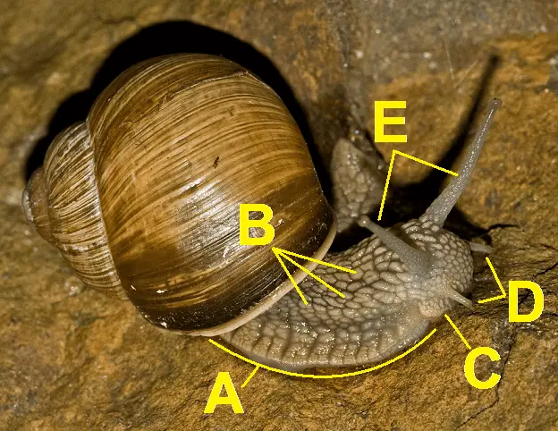 picture of snail with sensory organs specified