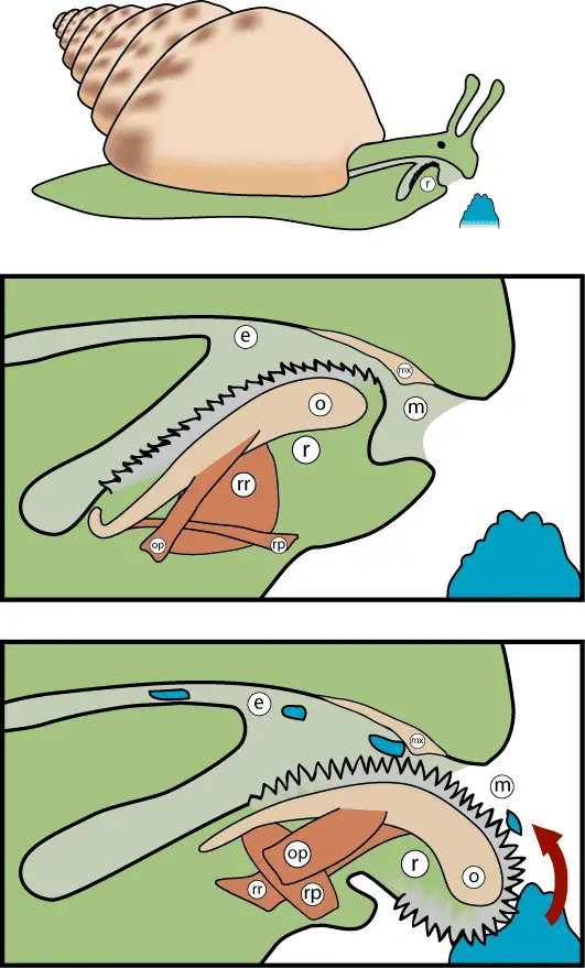 diagram of snail Radula