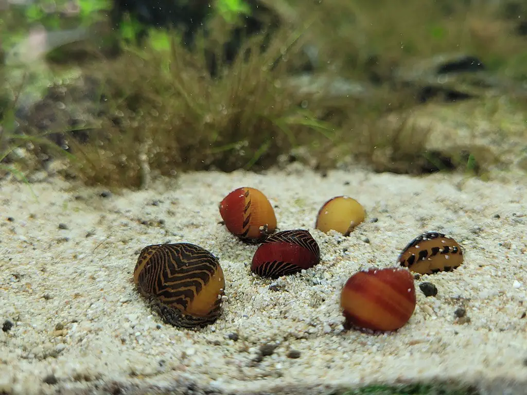 Red racer nerite, Vittina waigiensis from the Philippines
