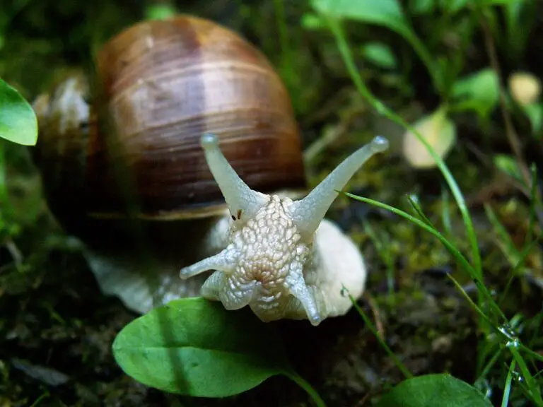 Do Snails Have Ears? – Unraveling the Mystery of Snail Hearing
