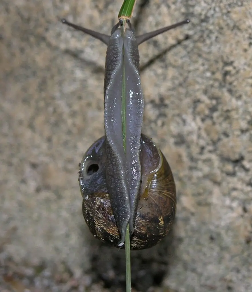 underside snail climbing a blade of grass
