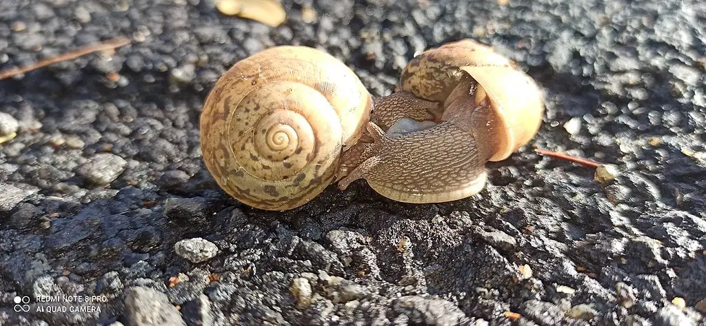 mating snails