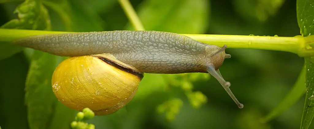 snail crawling on the underside of a stem