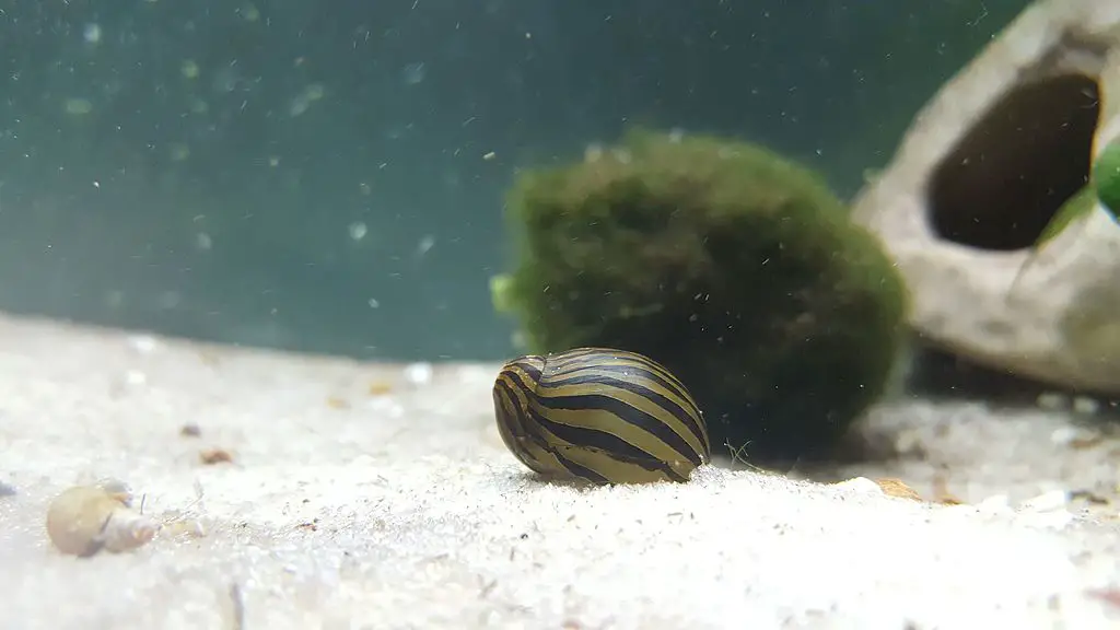 zebra snail in a fishtank