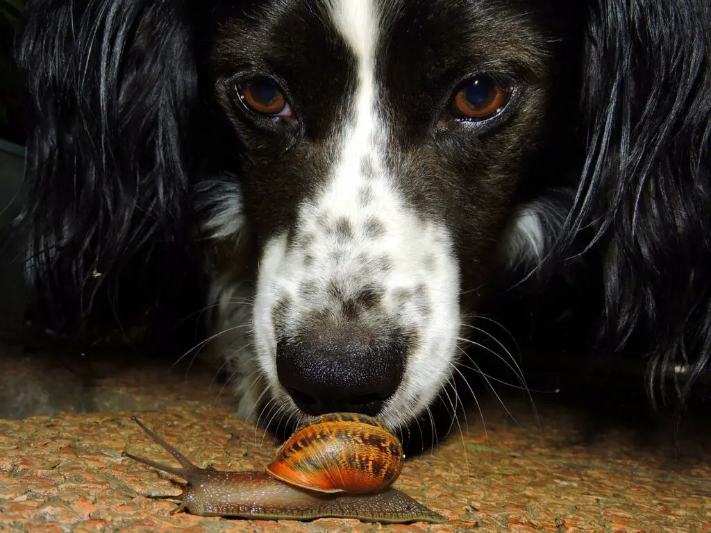 dog looking at snail close-up