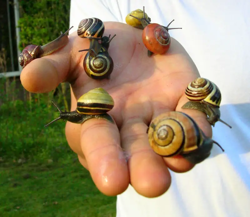 8 colorful snails on a hand
