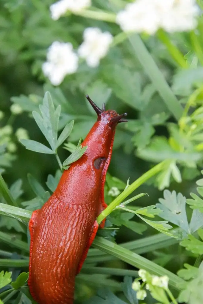 dark orange slug