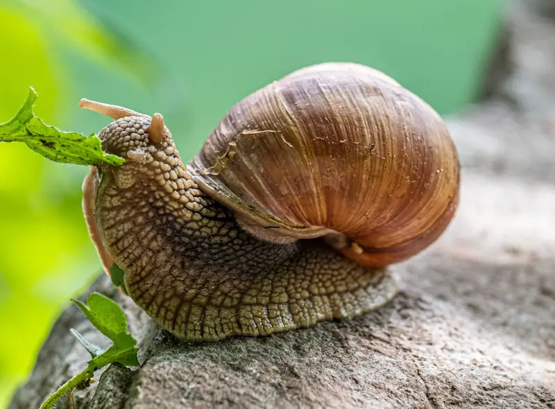 snail on a rock eating a tree leaf
