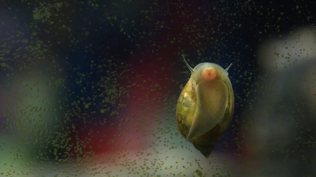 snail on an aquarium against glass