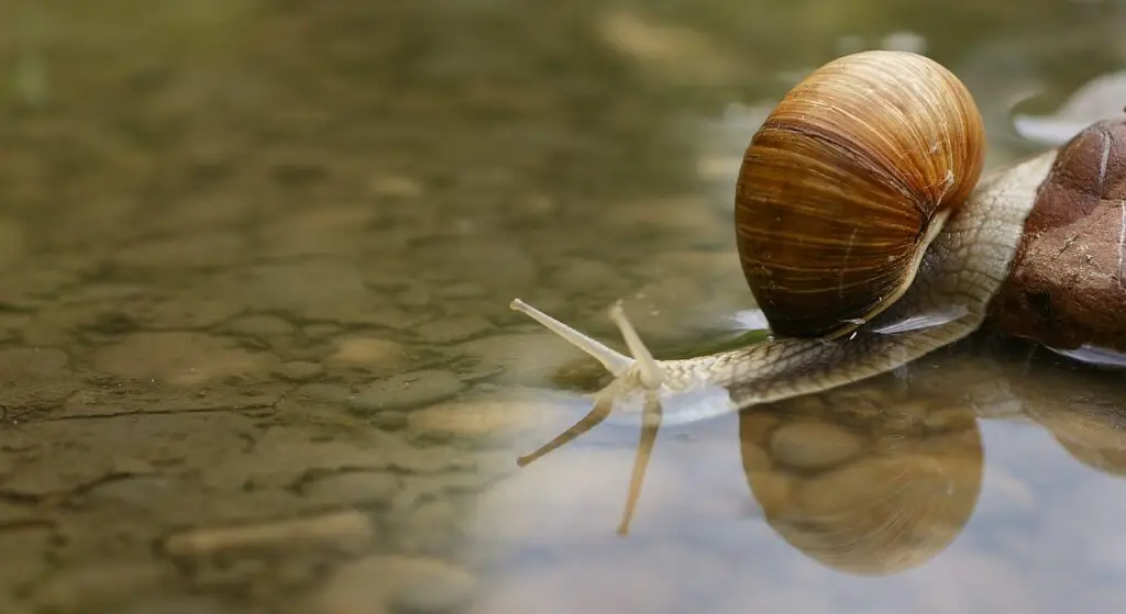 snail with head underwater