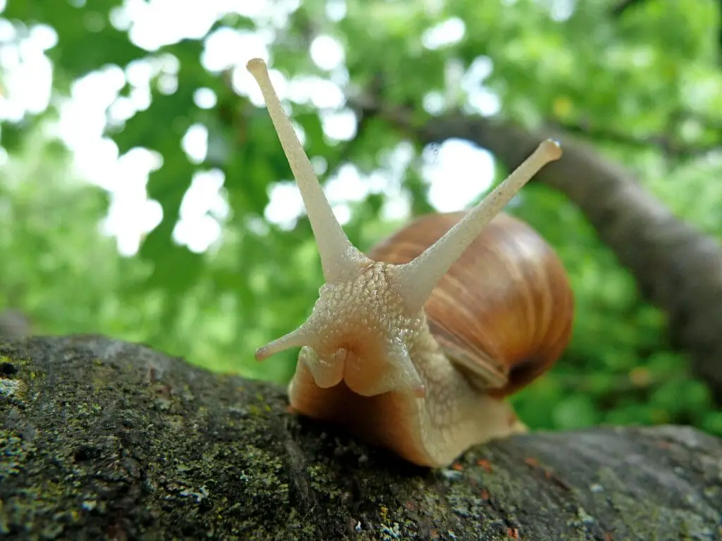 close-up of snail