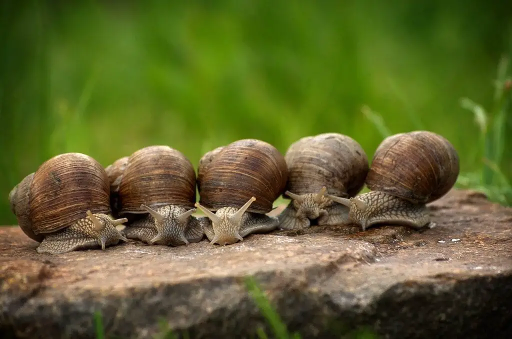 5 snails sitting close together