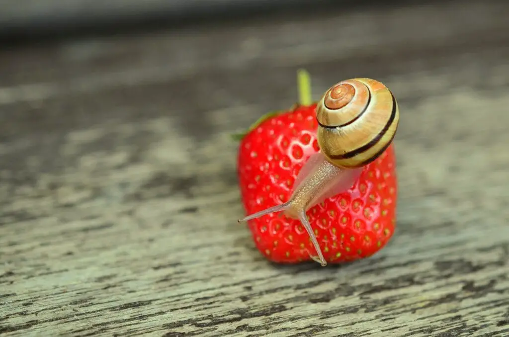 snail on a strawberry