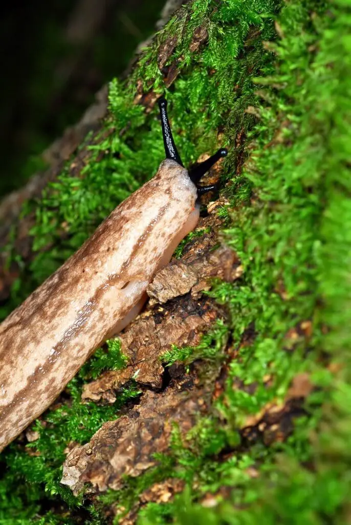 Wood color slug